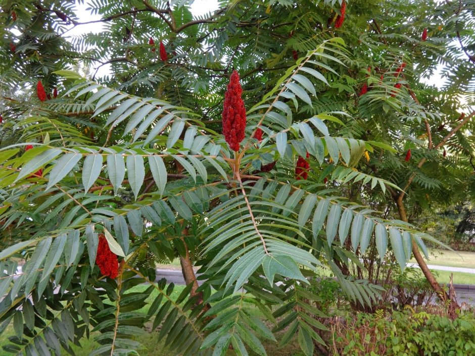 Сумах оленерогий, пушистый, уксусное дерево (Rhus typhina).