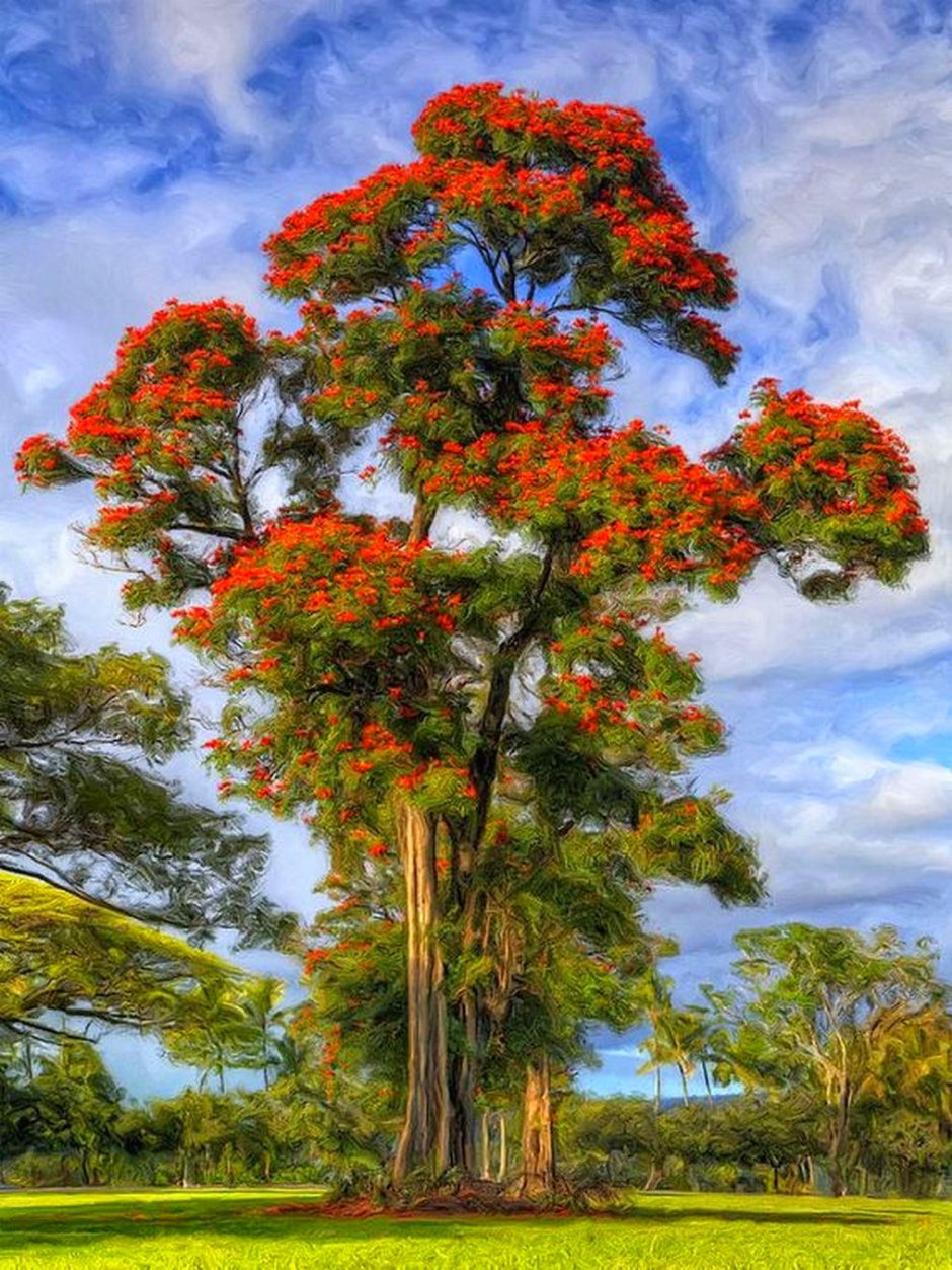 Спатодея африканское Тюльпанное дерево