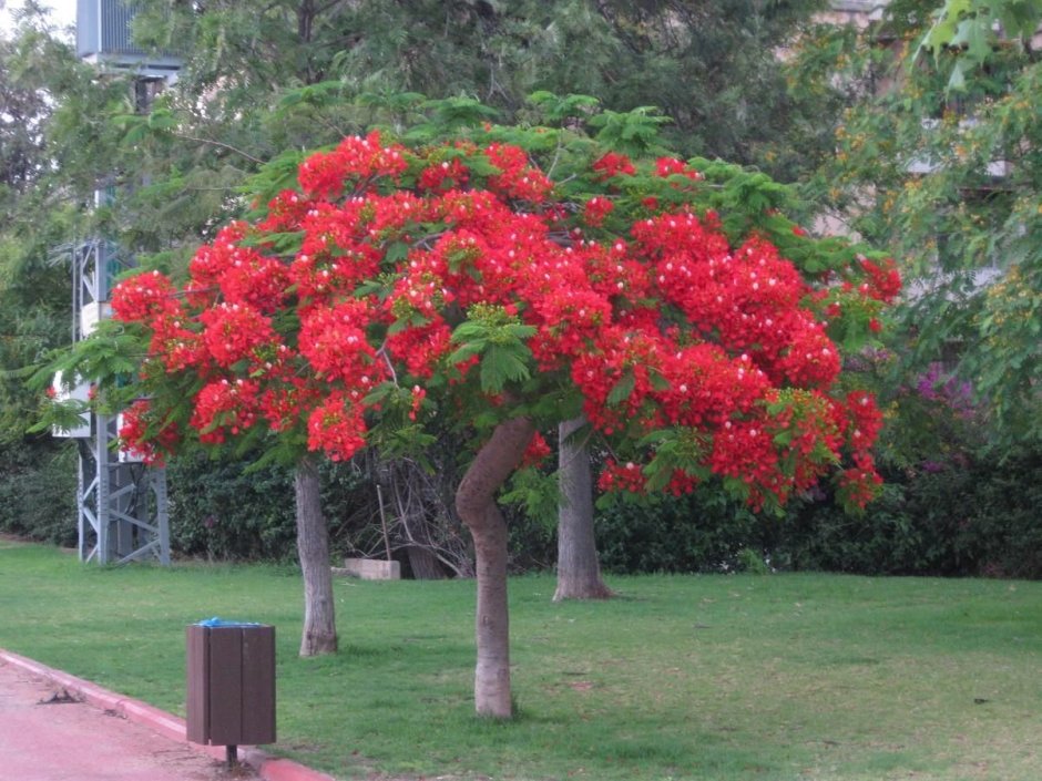 Рододендрон тюльпановое дерево