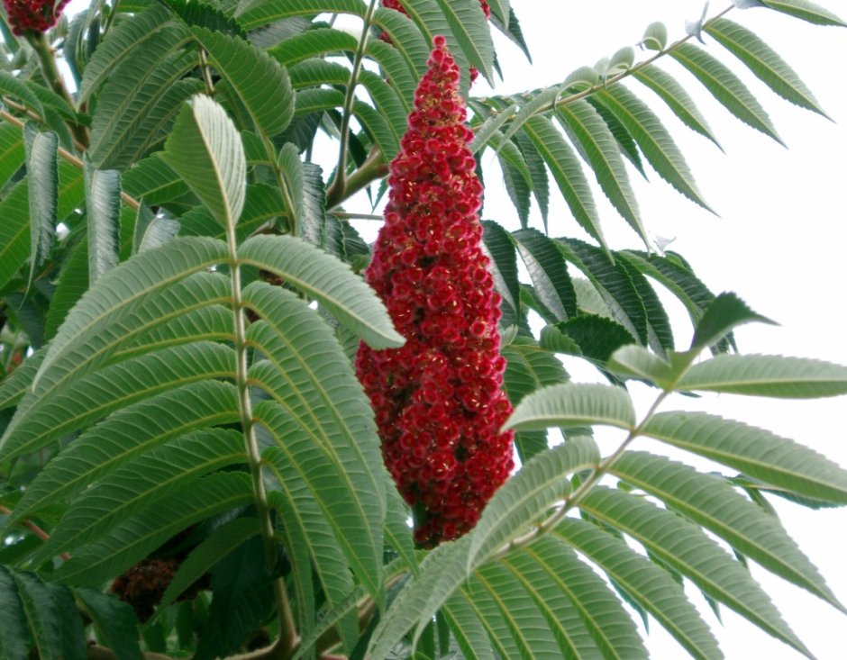 Растение Сумах оленерогий