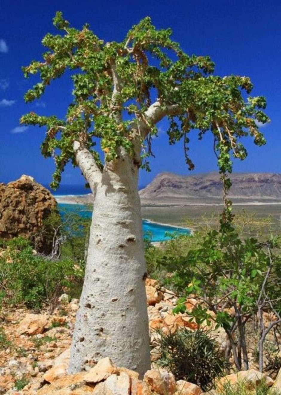 Dendrosicyos socotranus, огуречное дерево
