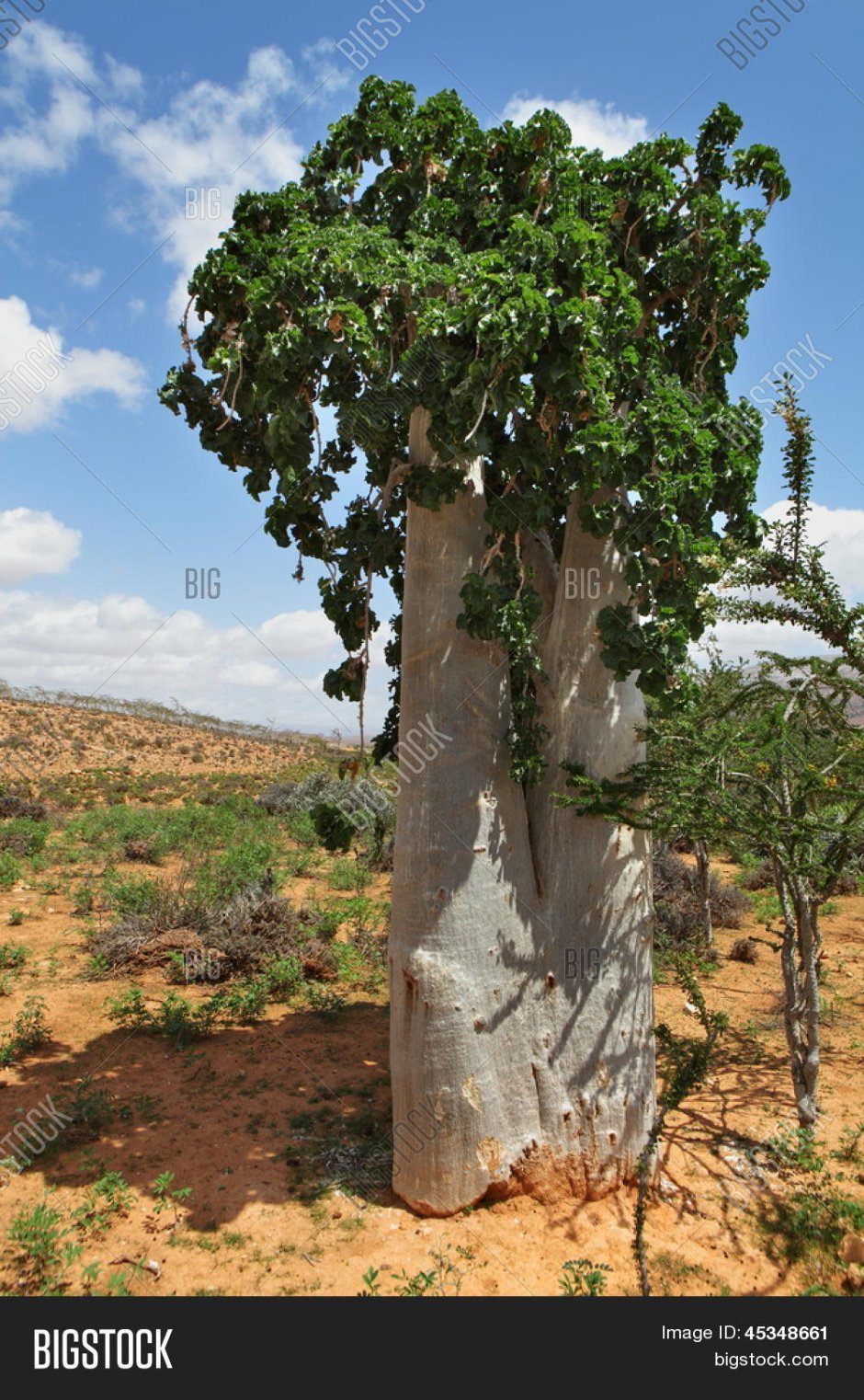 Dendrosicyos socotranus, огуречное дерево