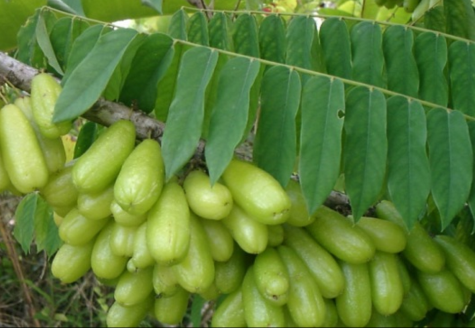 Дендросициос огуречное дерево плоды