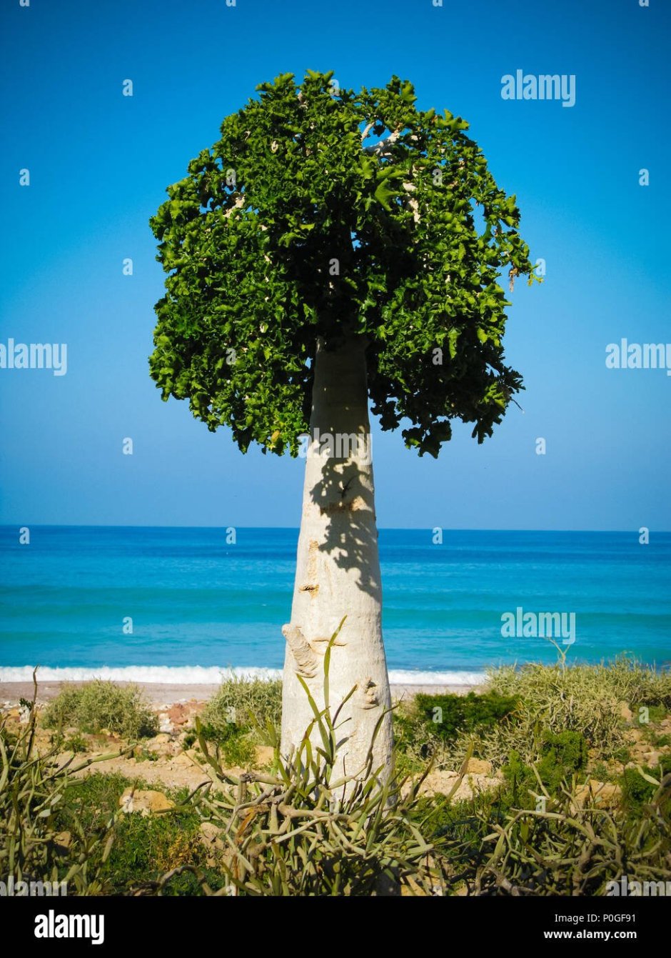 Билимби огуречное дерево