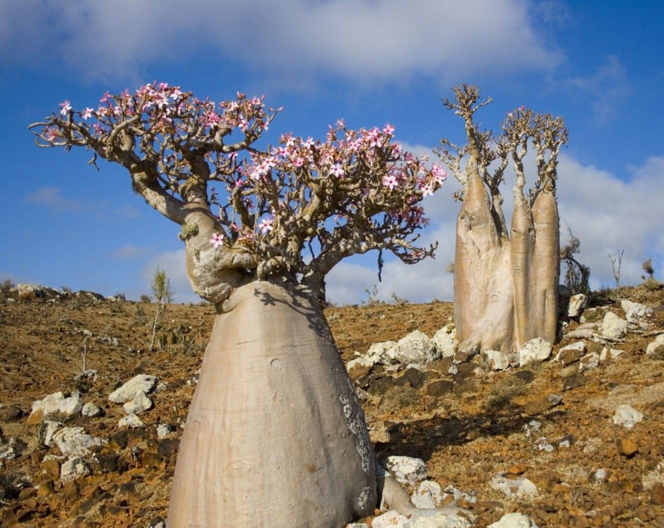 Бутылочное дерево Сокотра