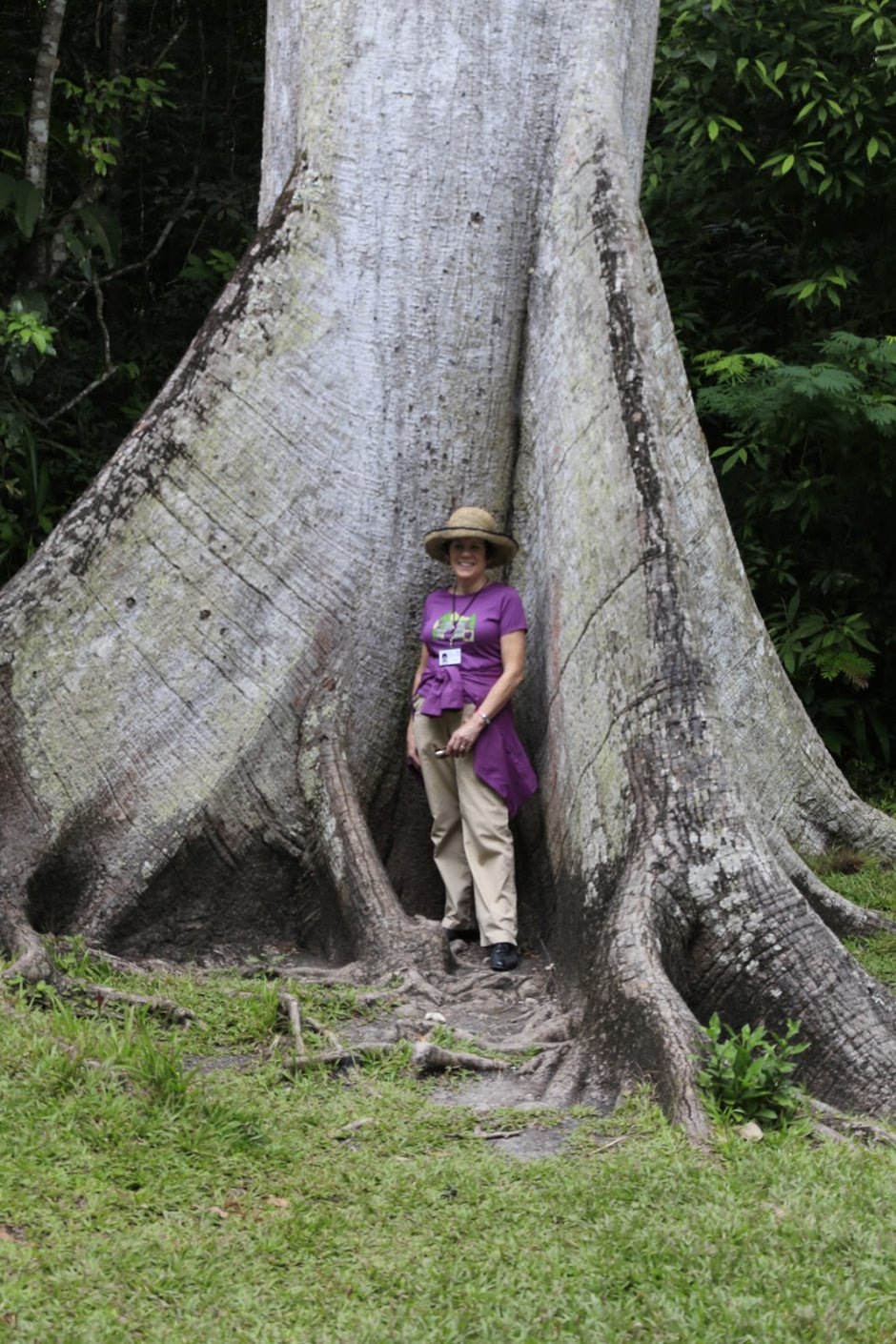 Дерево бальса в Южной Америке