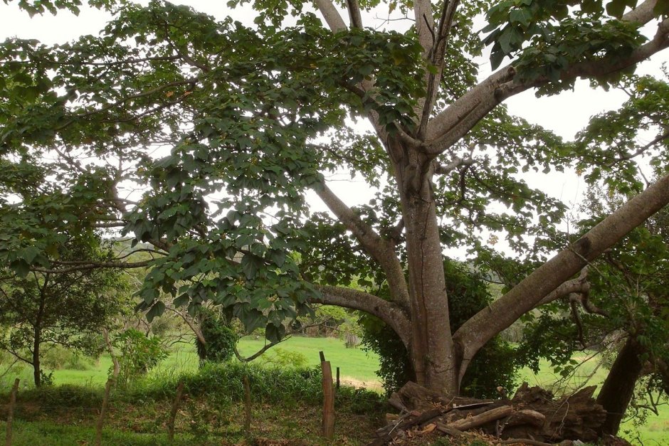 Дерево Пало де бальса