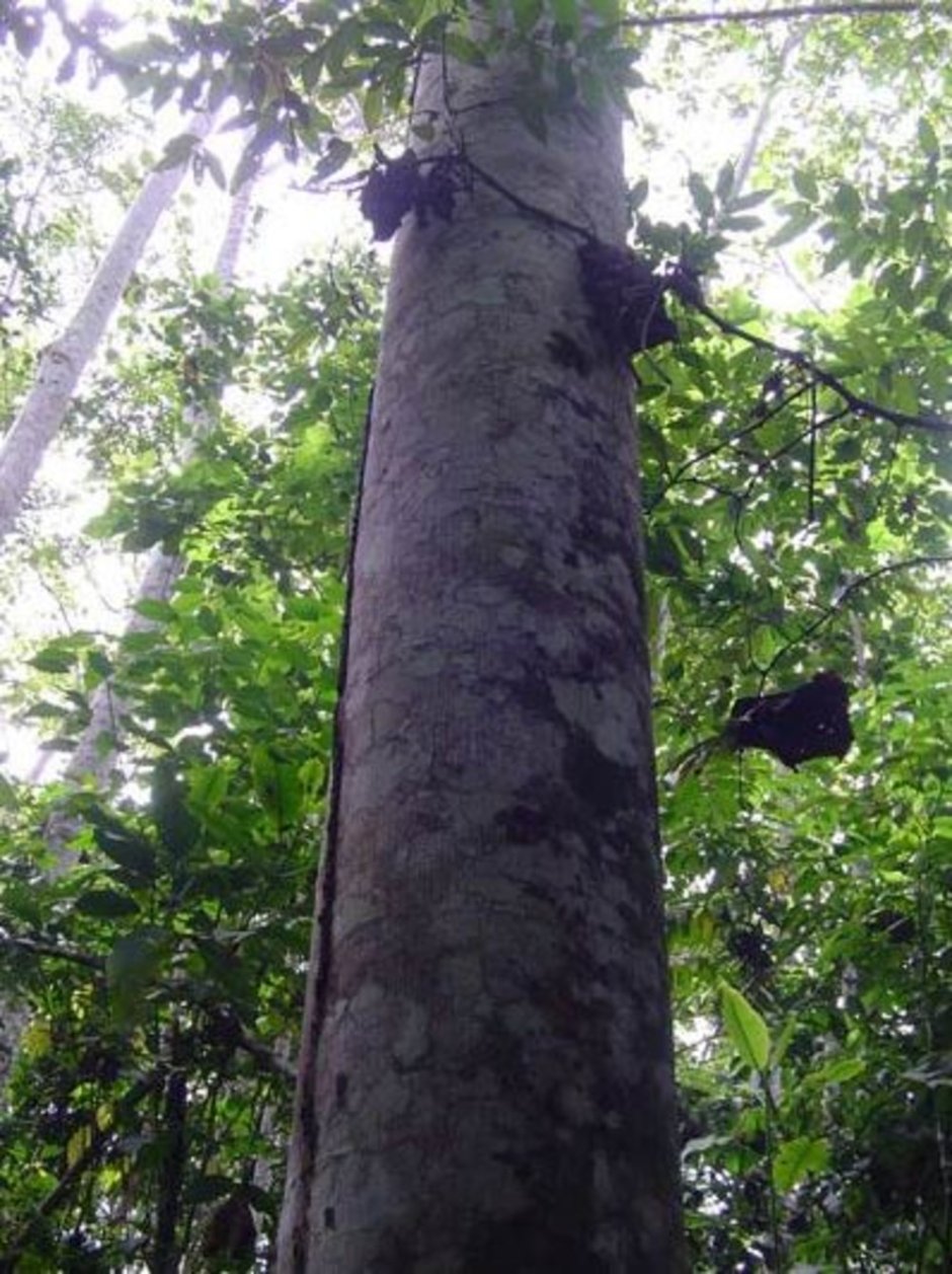 Дерево бальса в Южной Америке