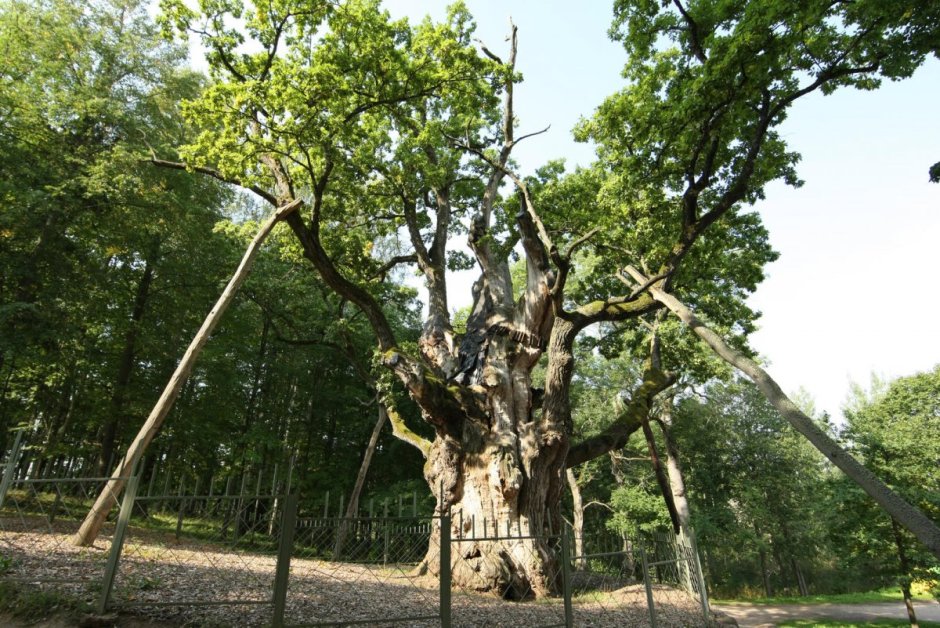 Стельмужский дуб старейший дуб в Литве