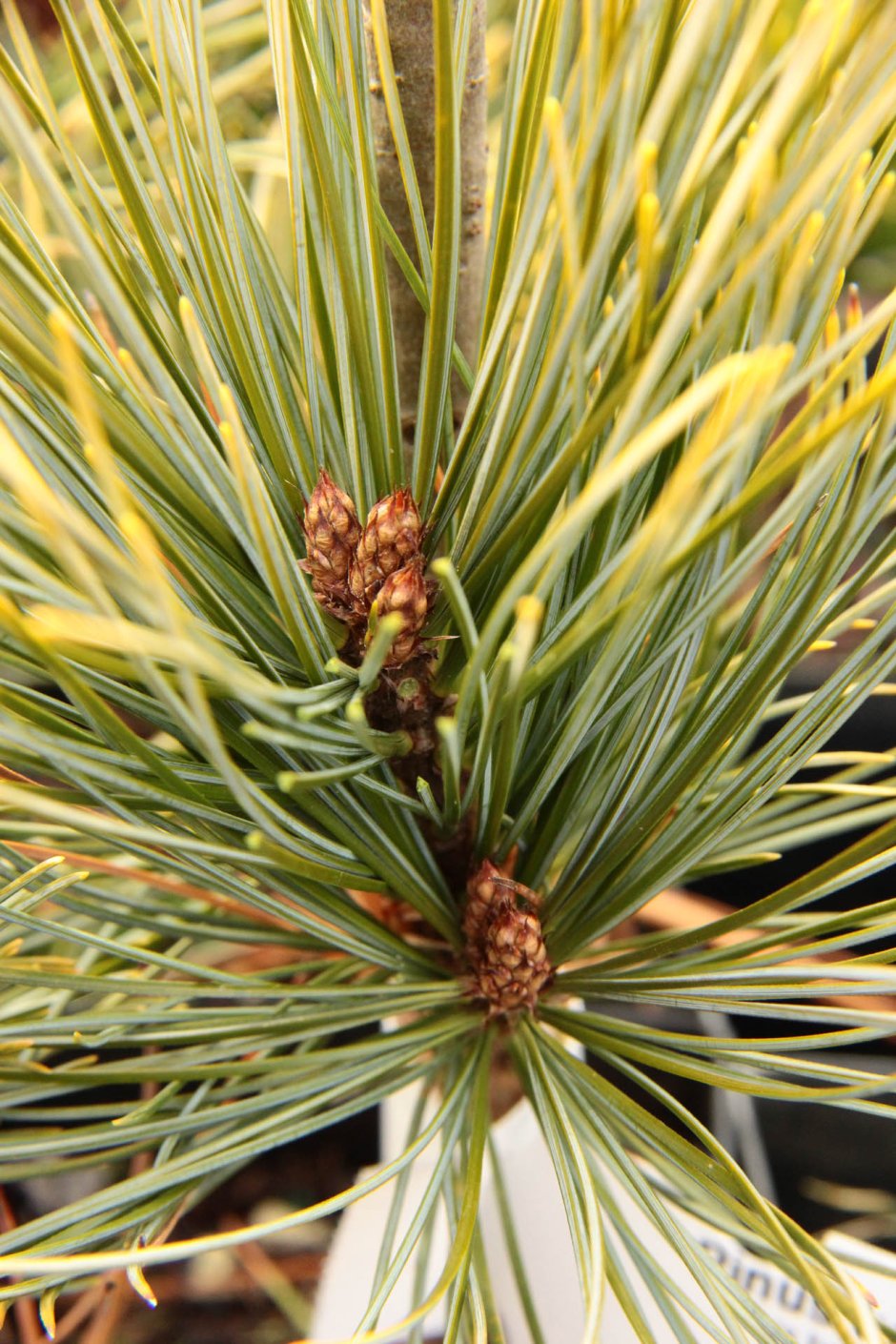 Pinus koraiensis 'Anna'