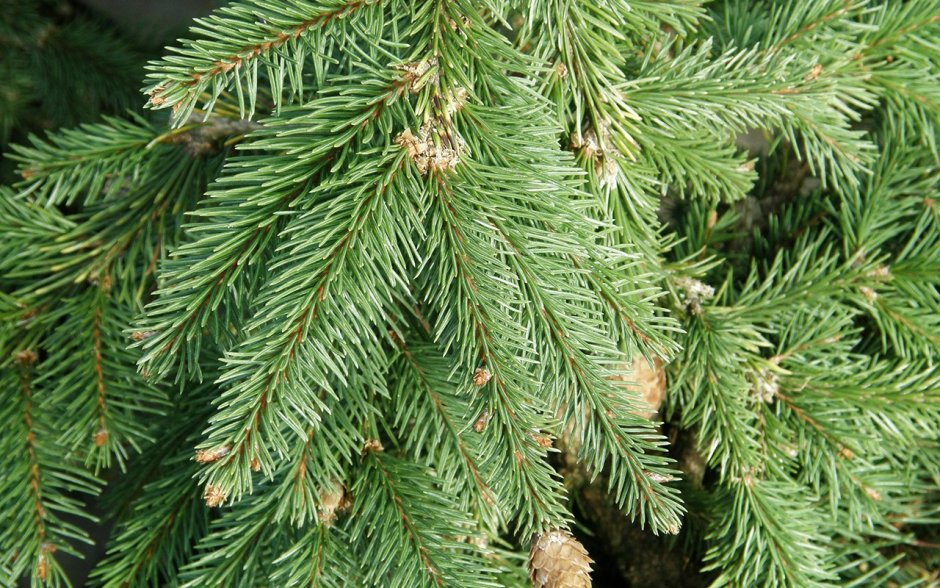 Ель обыкновенная (Picea Excelsa)