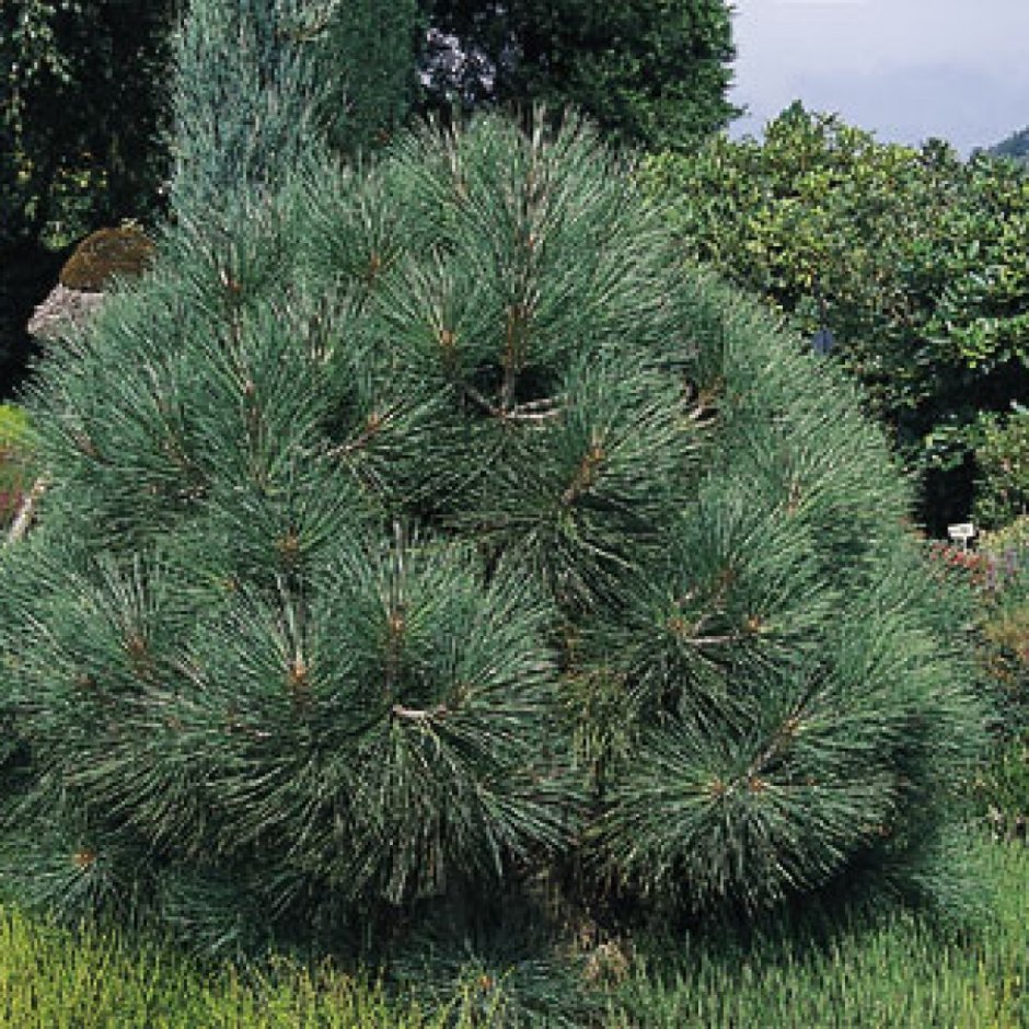 Сосна Кедровая Pinus Cembra