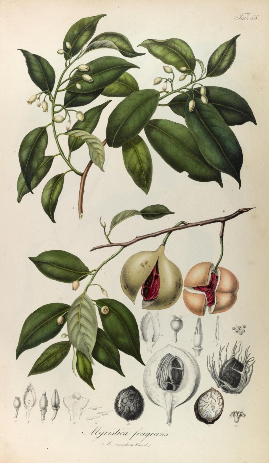 Мускатный орех Ботанический рисунок
