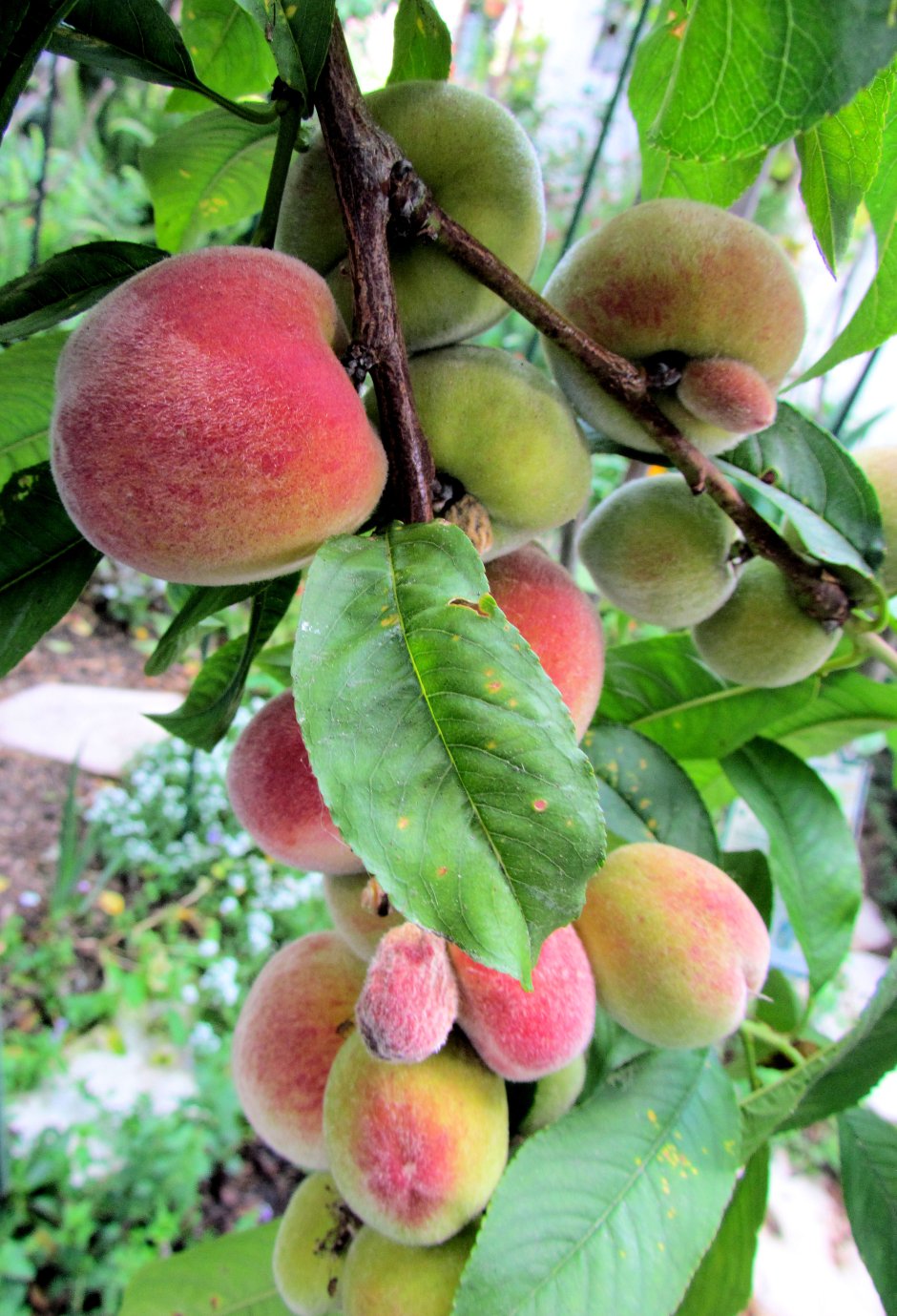Декоративный персик нега