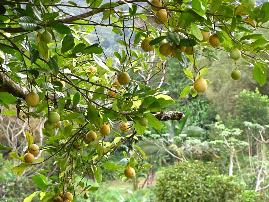 Мускатный орех манго