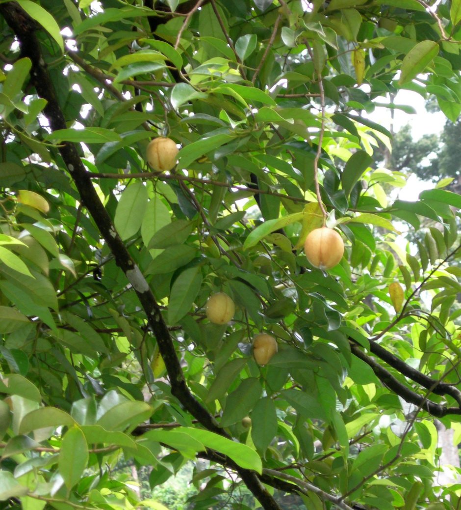 Мускатный орех дерево