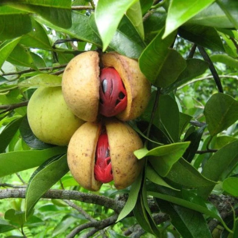 Плоды мускатного дерева