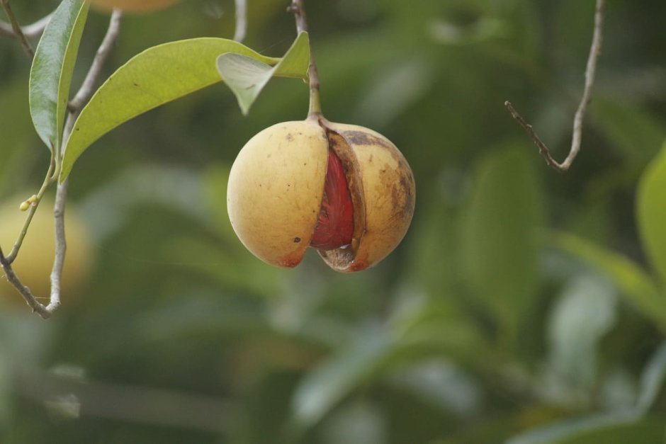 Мускатный орех дерево Шри Ланка