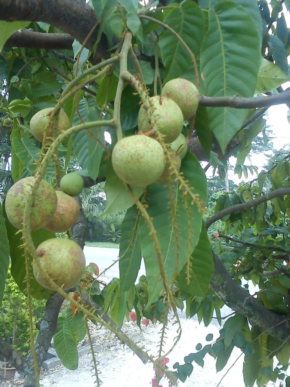 Тропический фрукт лонган