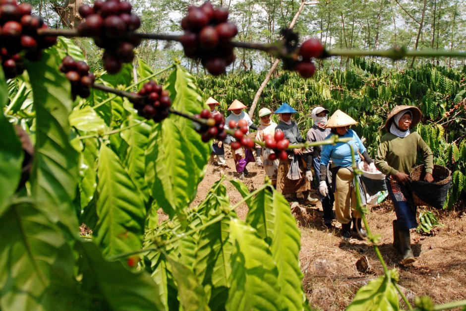 Индонезия кофейные плантации
