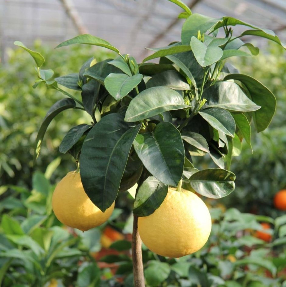 Citrus Limon x c.Paradisi