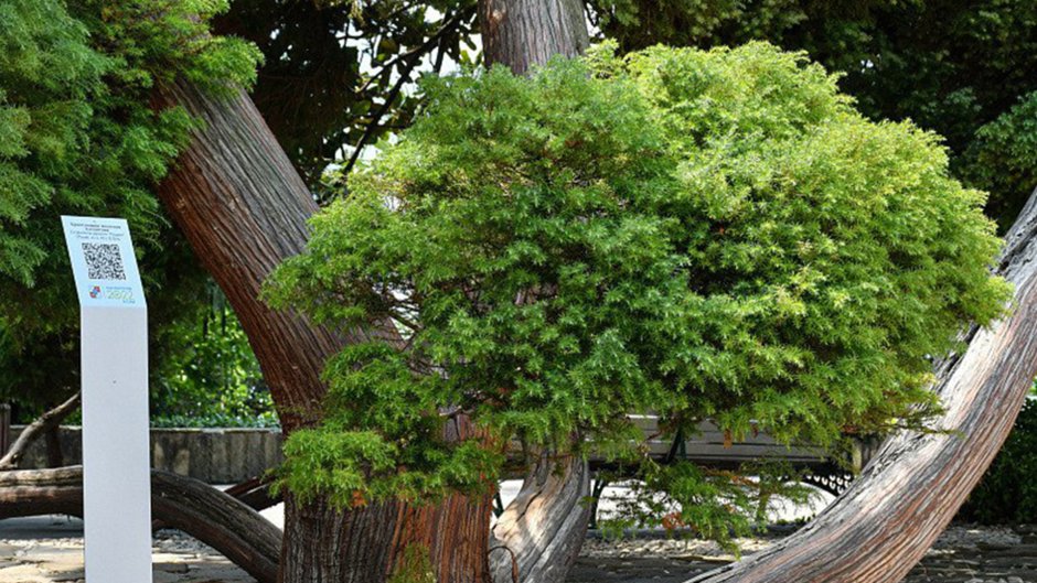 Самшитовое дерево в Сочи