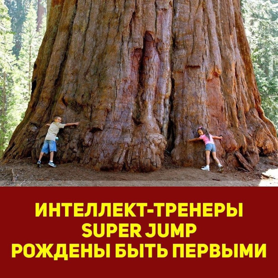 Секвойя дерево гигант