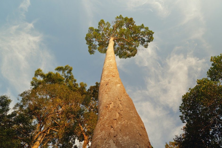 Деревья гиганты Борнео