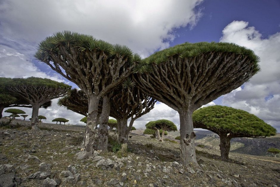 Драконовые деревья на острове Сокотра