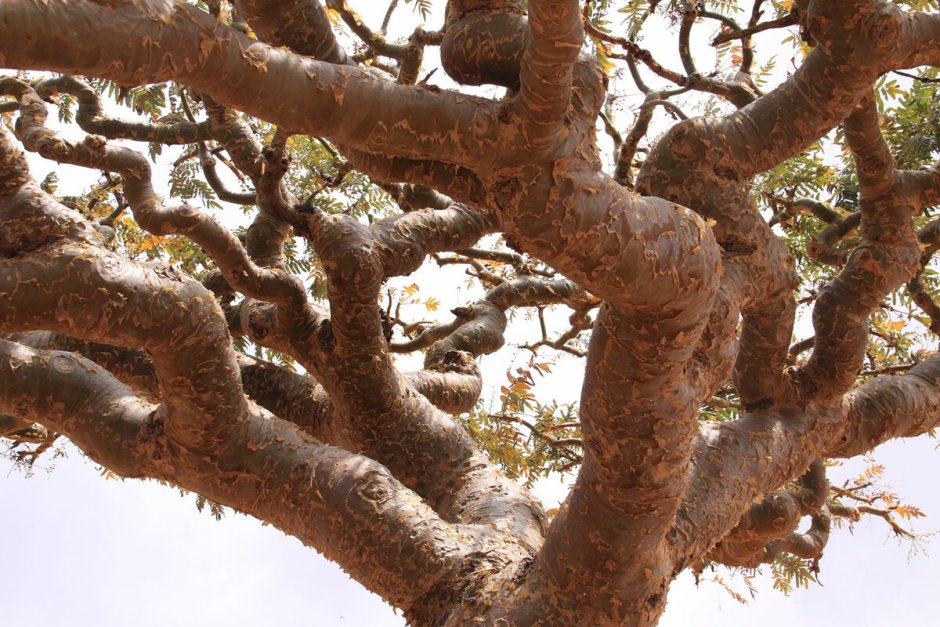 Босвеллия ладанное дерево
