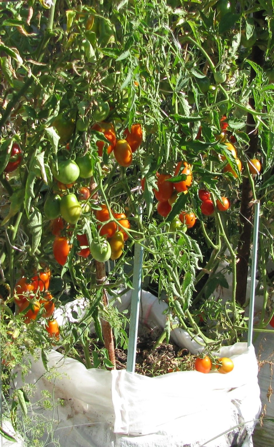 Многолетняя помидорная дерево