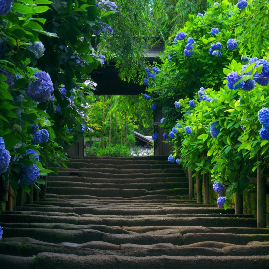 Синий сад