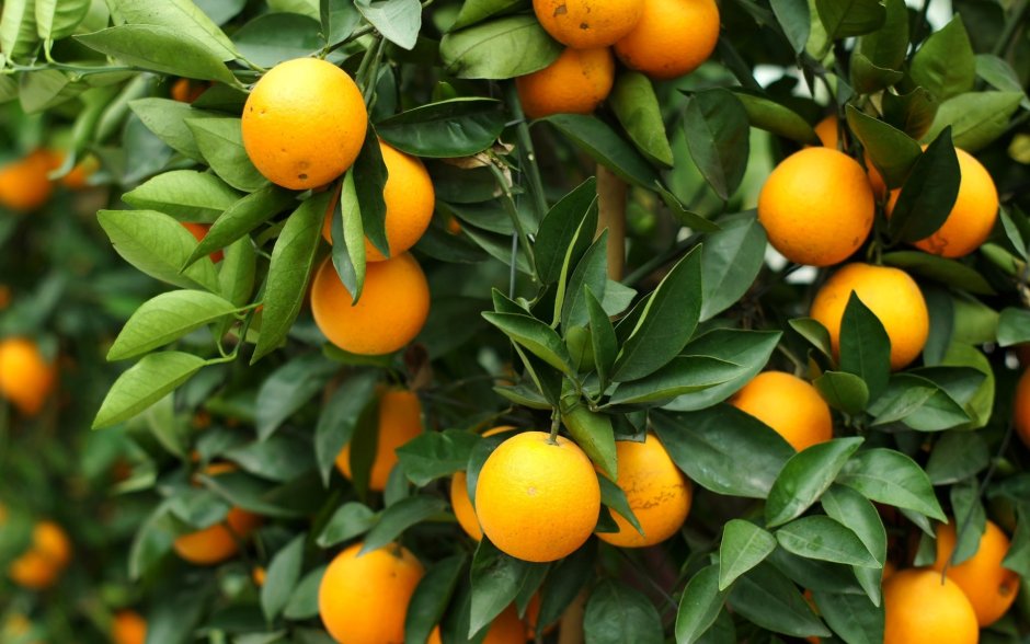 Цитрус апельсин (Аранция)