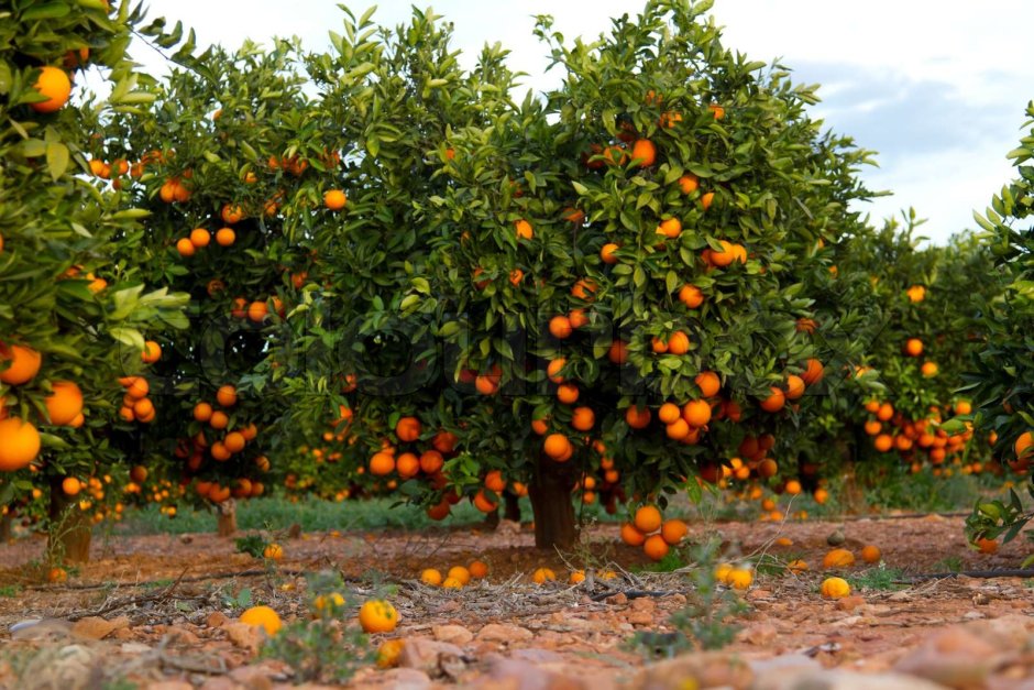 Сицилийский апельсин плантации