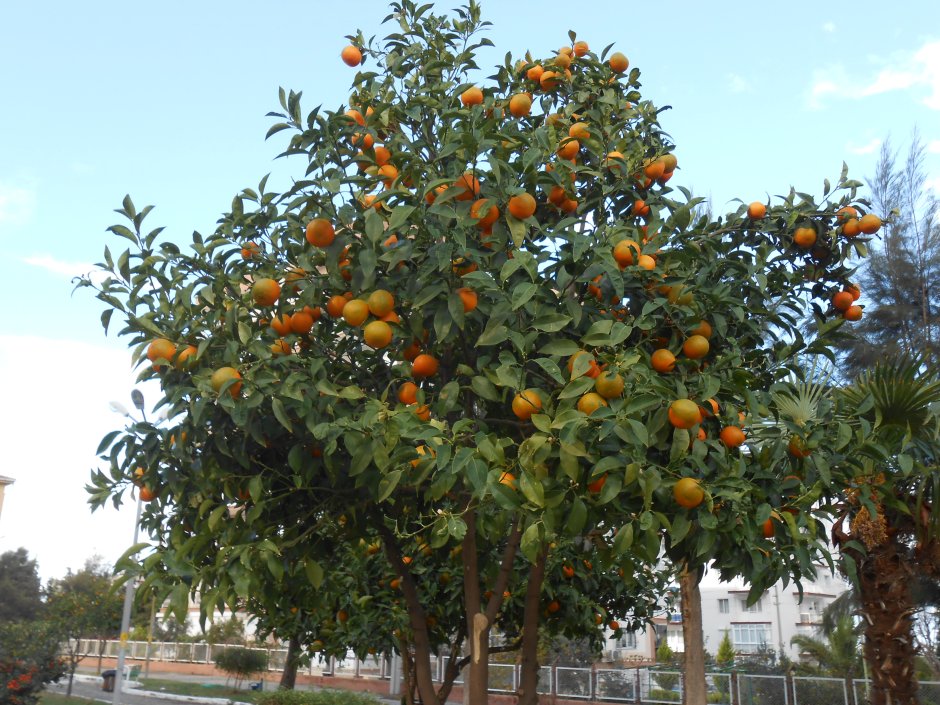 Марокканский мандарин дерево
