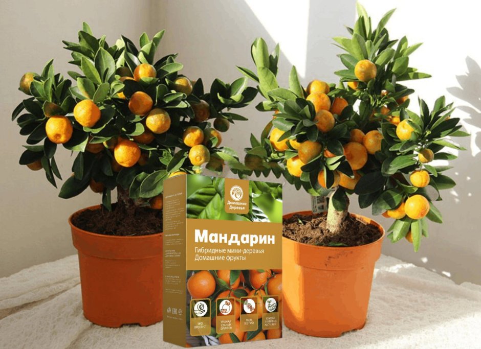 Растение мандарин Citrus reticulata