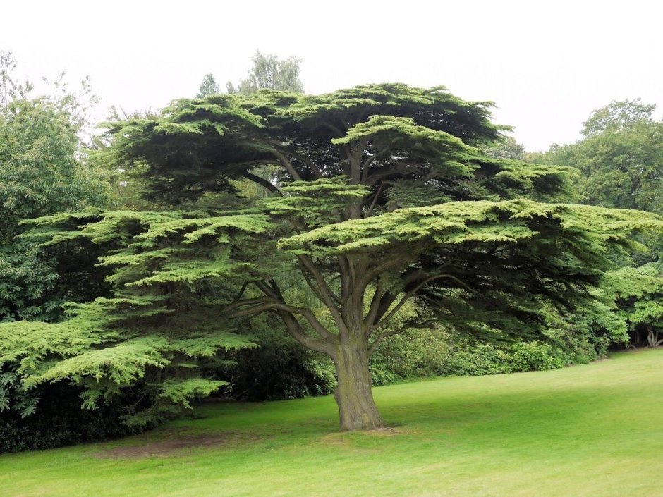 Кедр атласский дерево