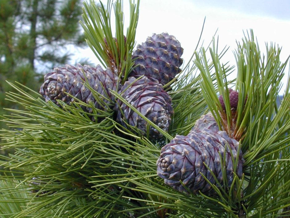 Сибирский кедр (Pinus sibirica du Tour)