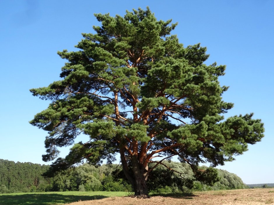 Сосна обыкновенная (Pinus sylvеstris)