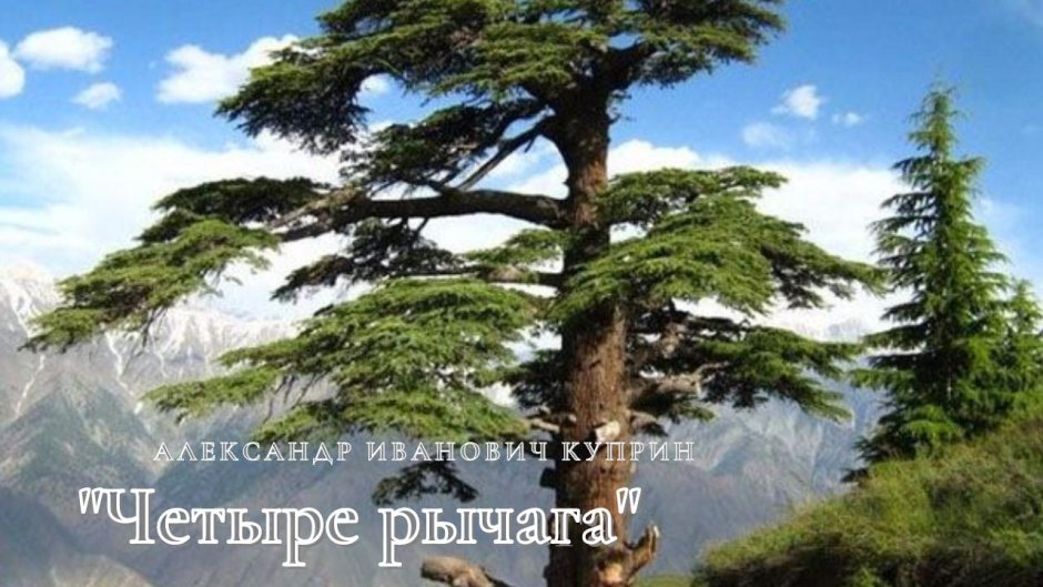 Кедр ливанский дерево