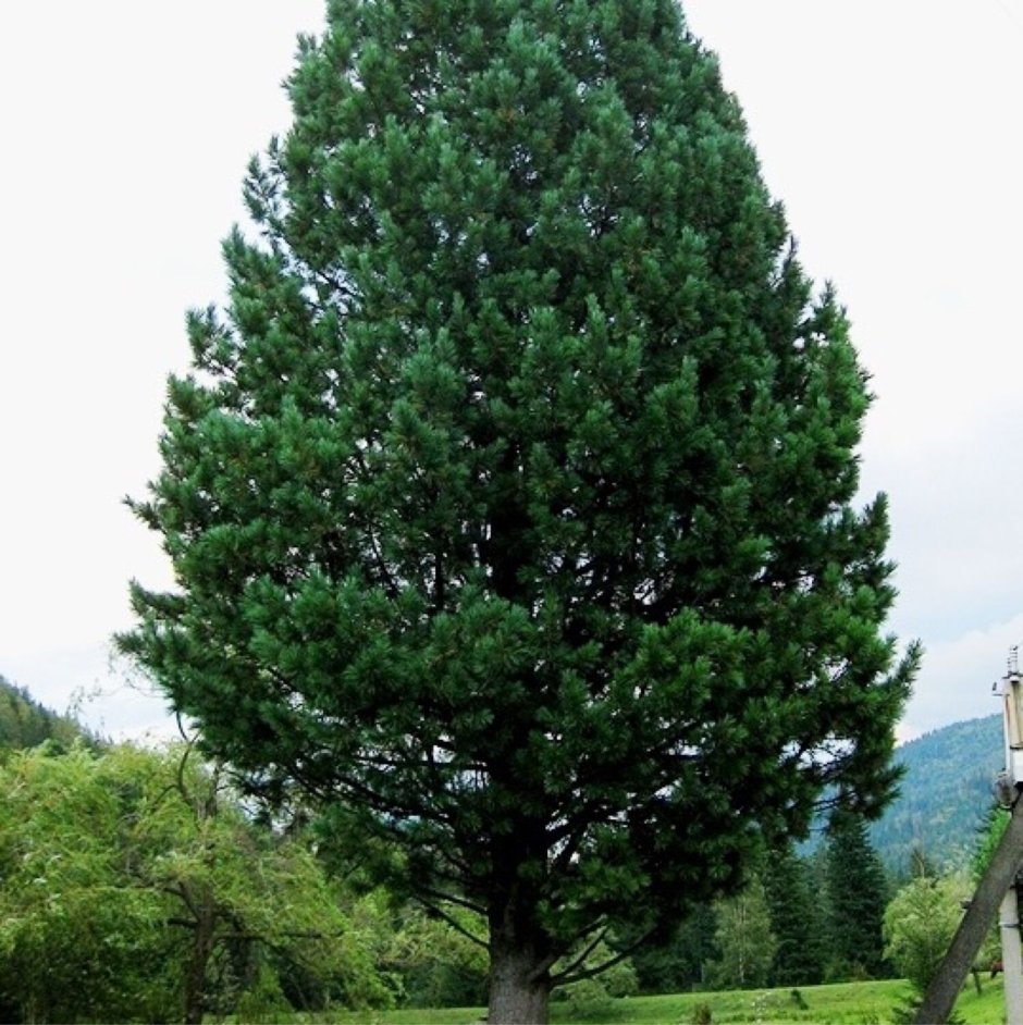 Сосны сибирской кедровой Pinus sibirica