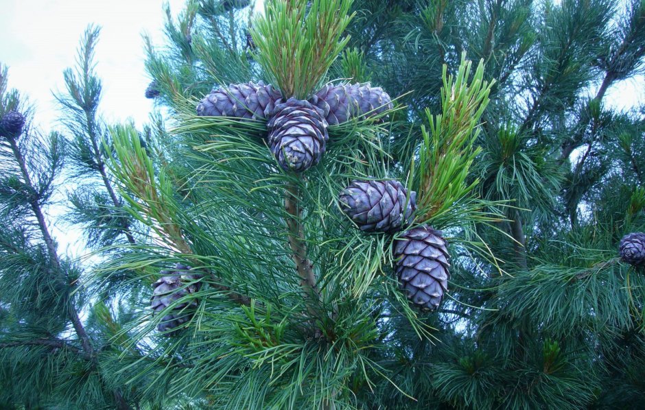 Сосна Кедровая Pinus sibirica