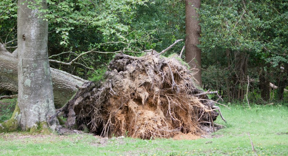 Упавшее дерево с корнем