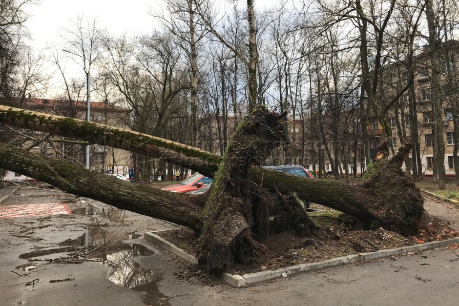 Упавшее дерево