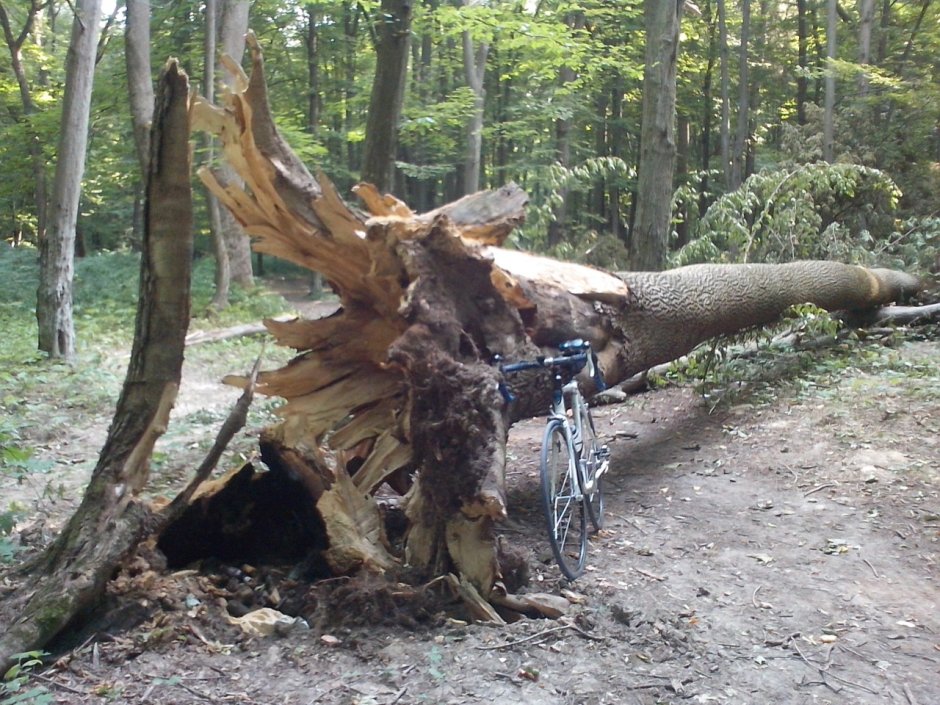Большое поваленное дерево