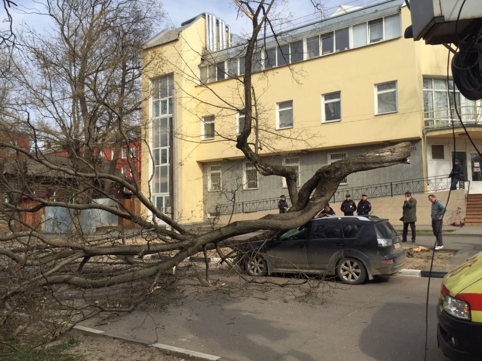 Взыскание ущерба от падения дерева на авто