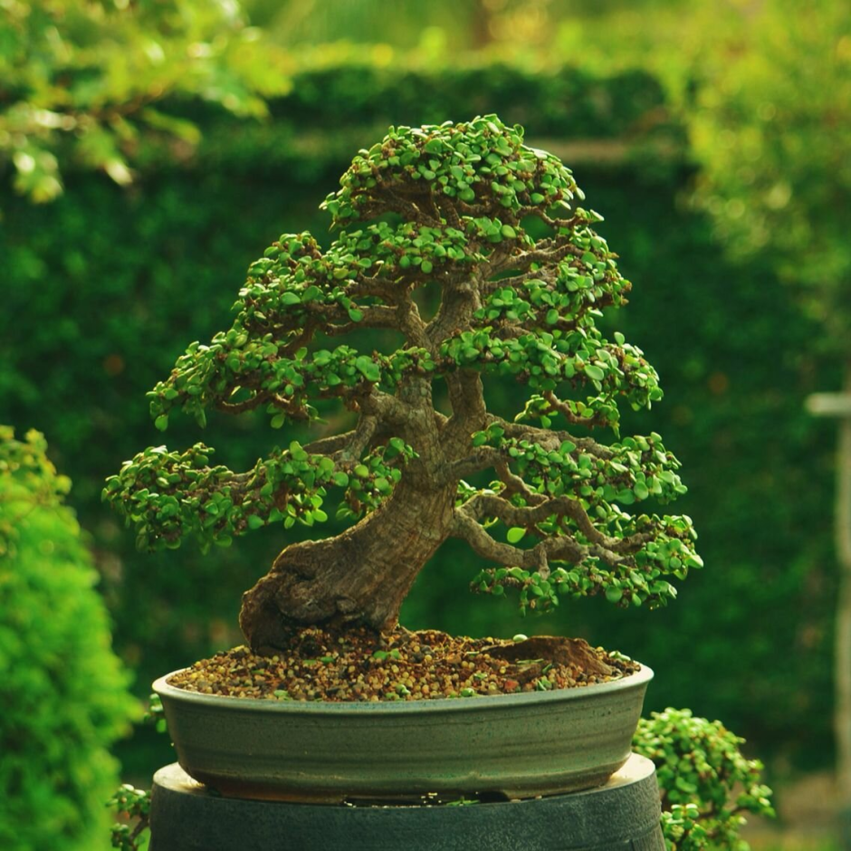 Bonsai Tree скумпия