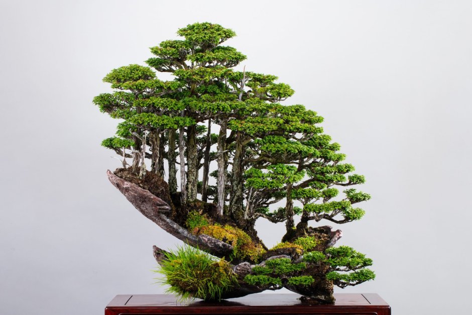 Японские Карликовые деревья бонсай