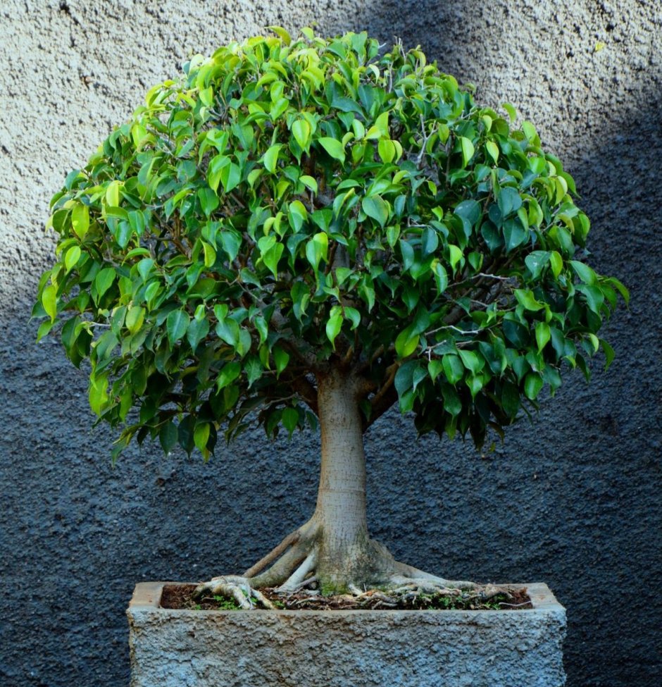 Фи́кус Бенджами́на Ficus benjamina