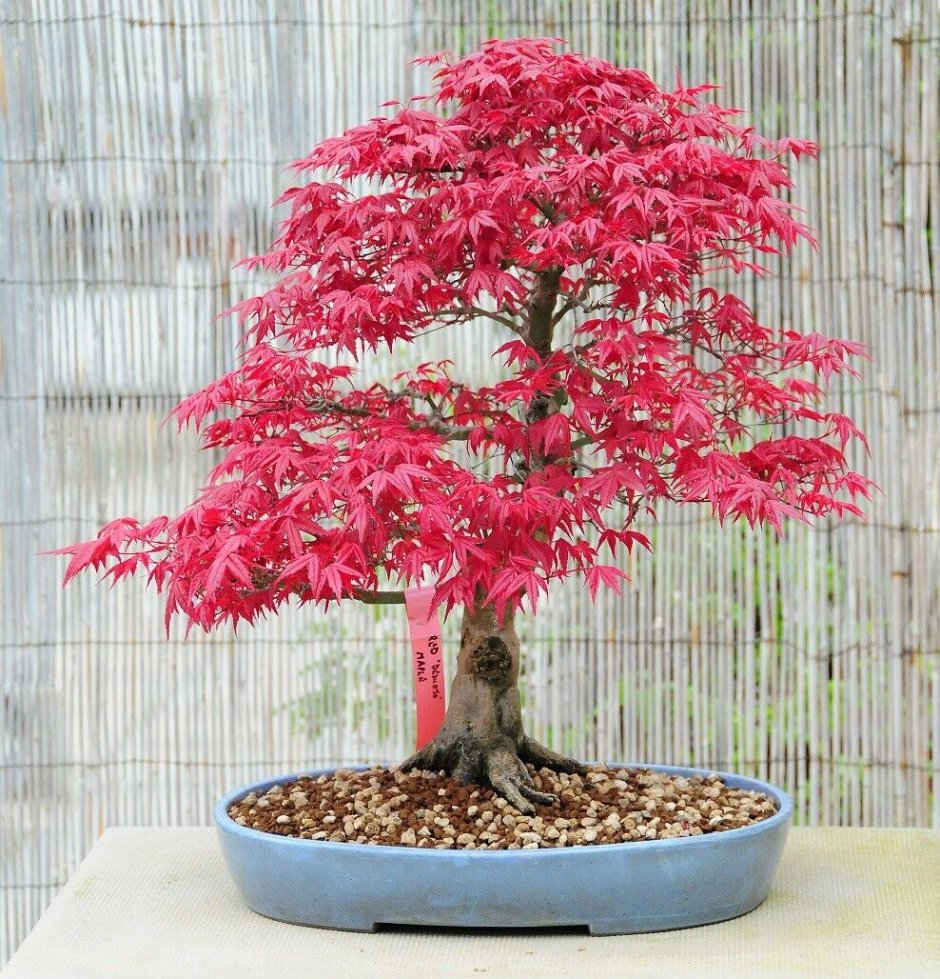 Acer palmatum Atropurpureum бонсай